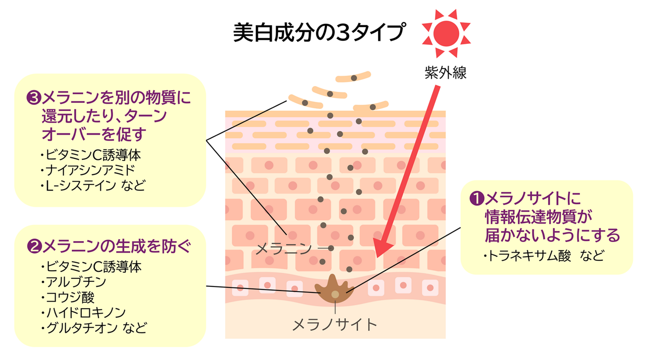 美白成分の3つのタイプ。①メラノサイトに情報伝達物質が届かないようにする。トラネキサム酸など②メラニンの生成を防ぐ。ビタミンC誘導体、アルブチン、コウジ酸、ハイドロキノン、グルタチオンなど③メラニンを別の物質に還元したり、ターンオーバーを促す。ビタミンC誘導体、ナイアシンアミド、L-システインなど。のイメージ写真