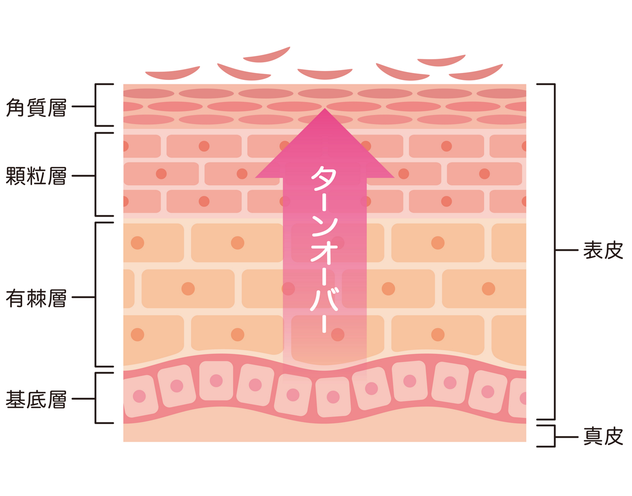 ターンオーバーのイメージ画像