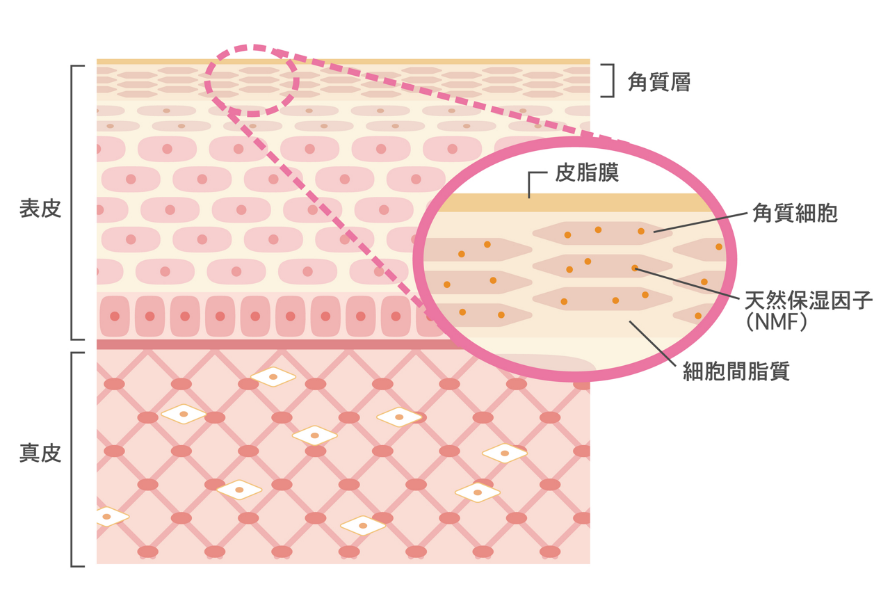 肌の潤いを守る3つの保湿成分「皮脂膜」「天然保湿因子」「細胞間脂質」のイメージ画像
