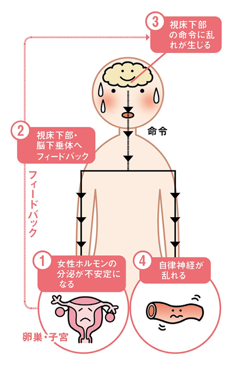 女性ホルモンの乱れが自律神経に影響する仕組み