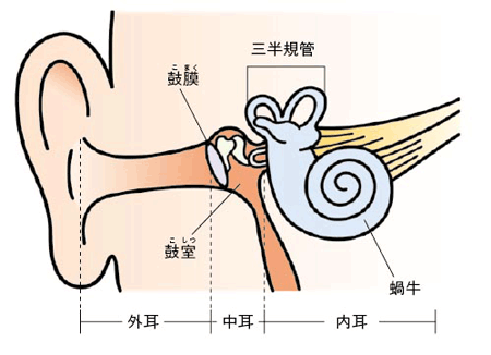 耳の構造