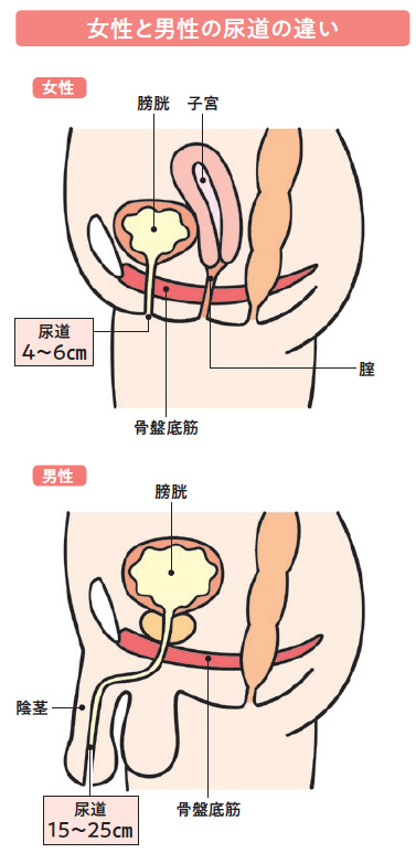 女性と男性の尿道の違い