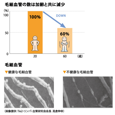 毛細血管の数は加齢と共に減少