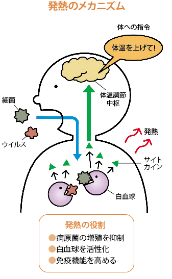 発熱のメカニズム