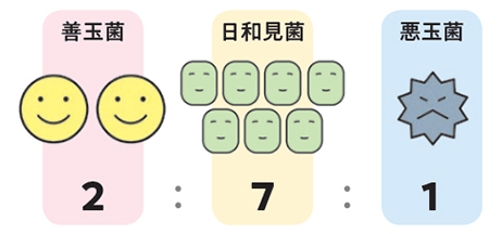 腸内フローラの理想的なバランス