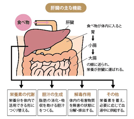 肝臓の主な機能