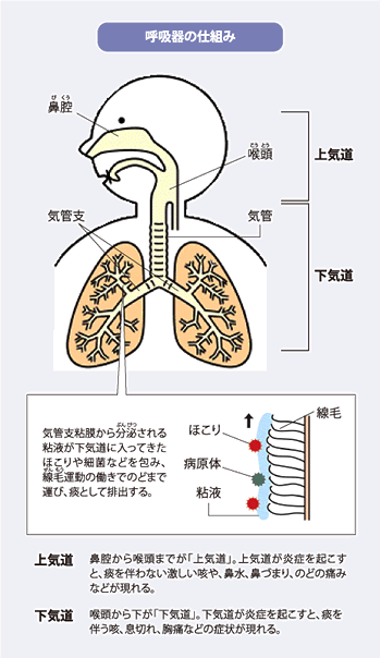 呼吸器の仕組み