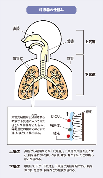 大人の百日咳