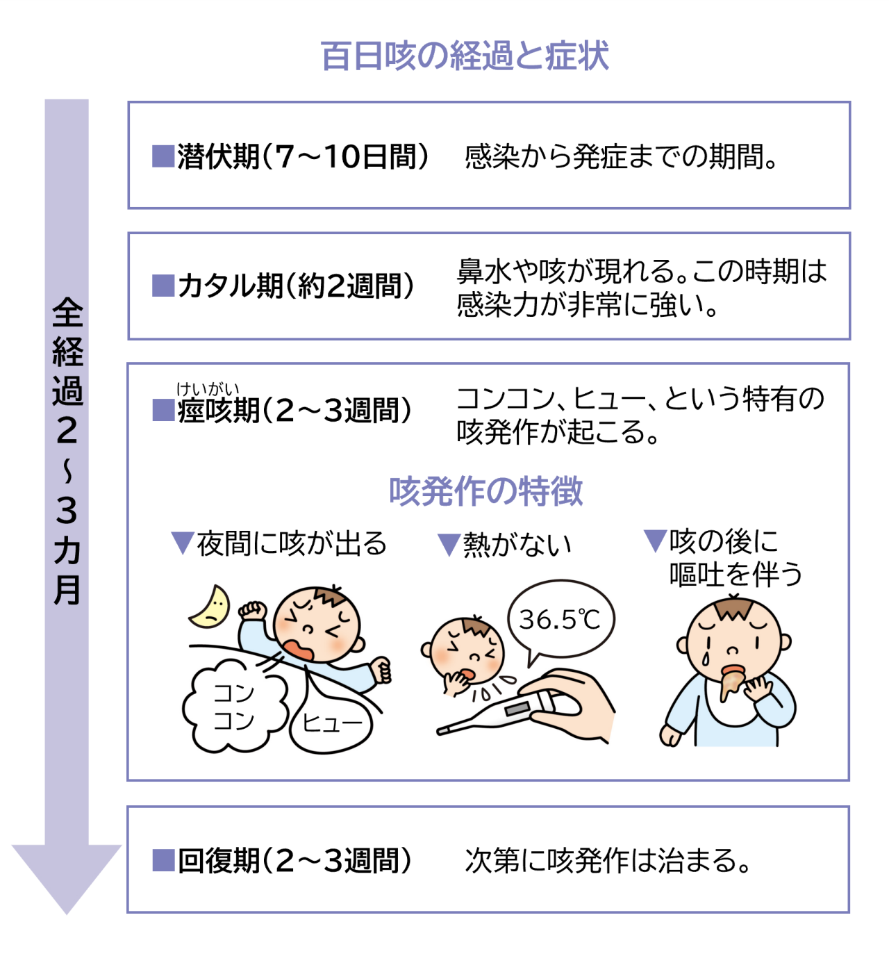 百日咳の経過と症状。全経過は２～3カ月。感染から発症までの期間、潜伏期は7～10日間。カタル期（約2週間）には、鼻水や咳が現れ、この時期は感染力が非常に強い。痙咳（けいがい）期（2～3週間）には、コンコン、ヒューという特有の咳発作が起こる。咳発作の特徴は、夜間に咳が出る、熱がない、咳の後に嘔吐を伴う。回復期は2～3週間で、次第に咳発作は治まる。