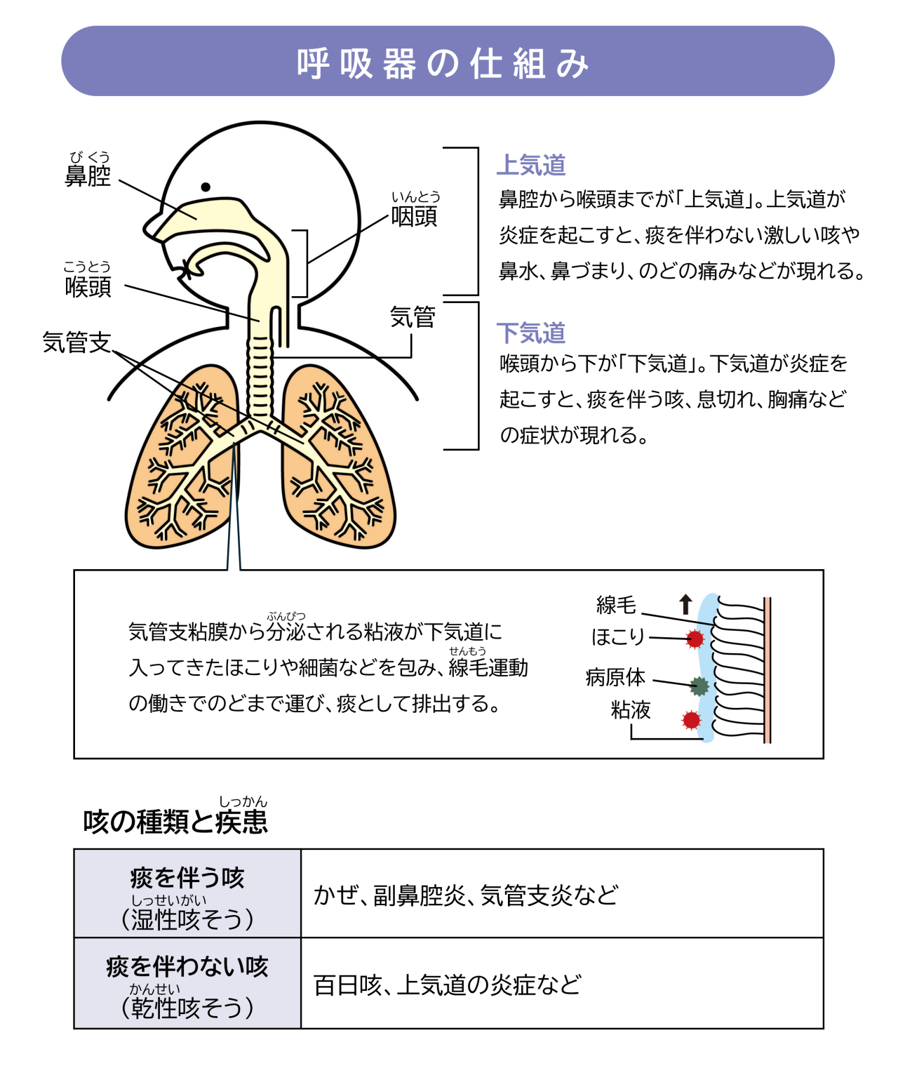 呼吸器の仕組み。鼻腔から喉頭までを上気道と呼び、上気道が炎症を起こすと、痰を伴わない激しい咳や鼻水、鼻づまり、のどの痛みなどが現れる。下気道、喉頭から下を下気道と呼び、下気道が炎症を起こすと、痰を伴う咳、息切れ、胸痛などの症状が現れる。痰を伴う咳にはかぜ、副鼻腔炎、気管支炎などがあり、痰を伴わない咳には百日咳、上気道の炎症などがある。