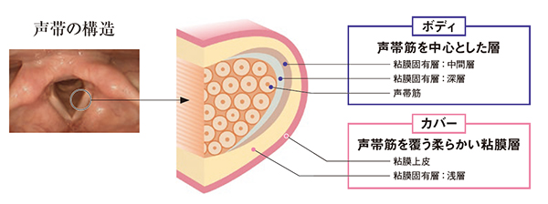 声帯の構造