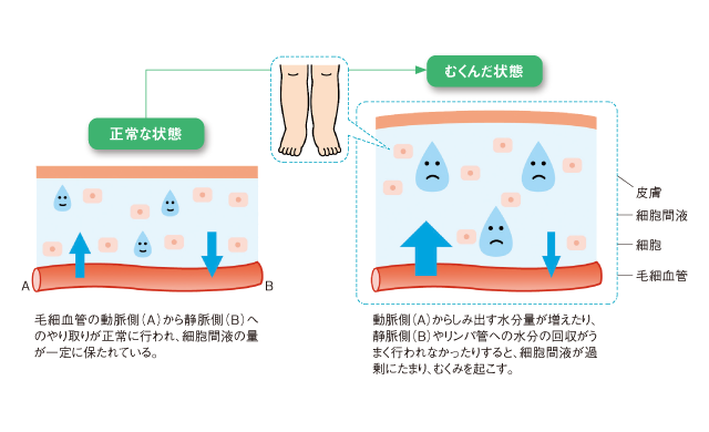 体の水分の割合２