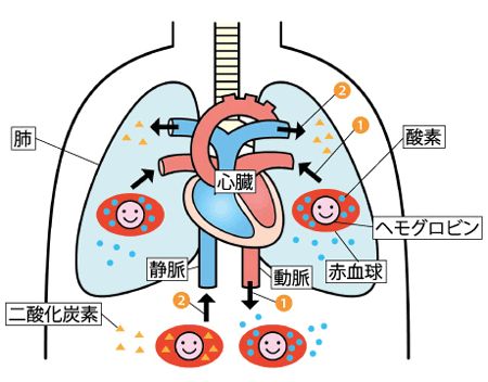 鉄分の働き