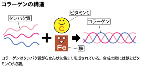 コラーゲンの構造