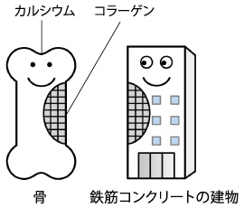 カルシウムとコラーゲン