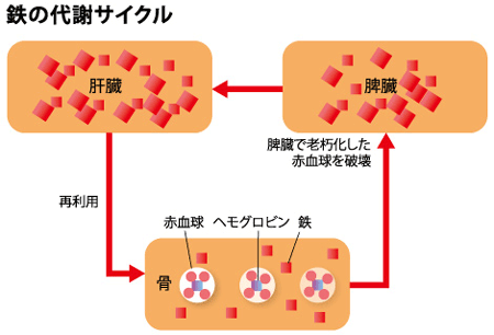 鉄の代謝サイクル