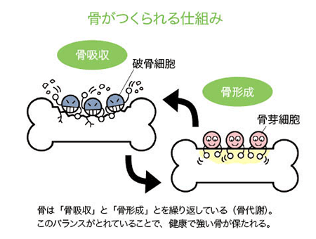 骨がつくられる仕組み