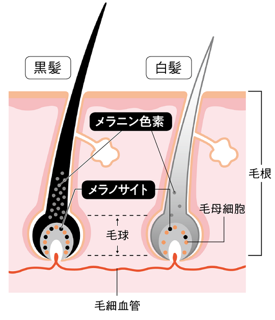 白髪やボリュームダウンの悩みを解決 髪の老化を防ぐ生活術