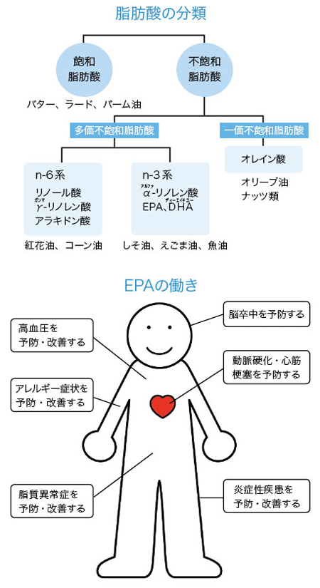 脂肪酸の分類、EPAの働き