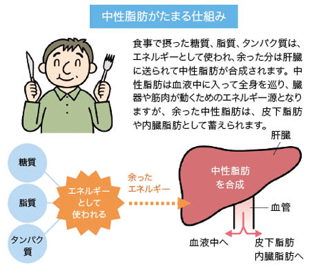 中性脂肪がたまる仕組み