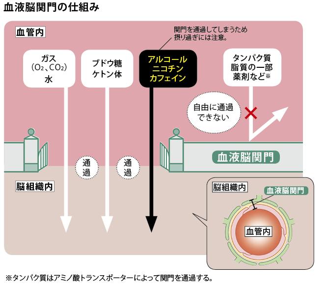 血液脳関門の仕組み