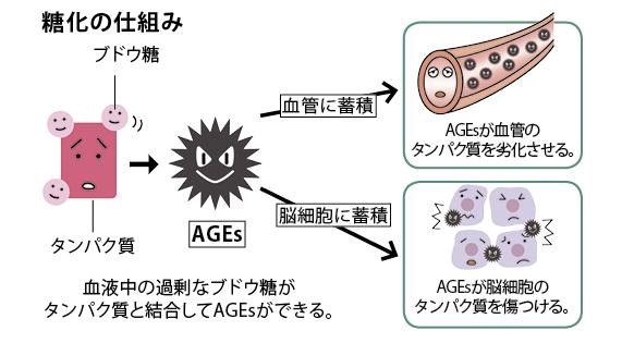 糖化の仕組み