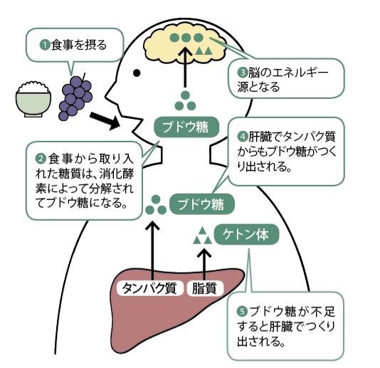 ブドウ糖とケトン体