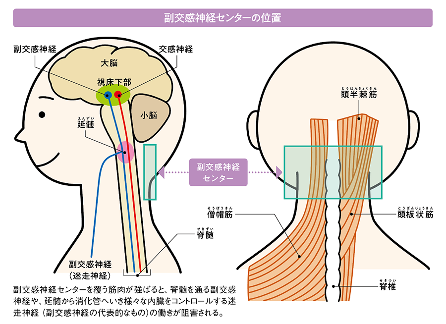 副交感神経センターの位置