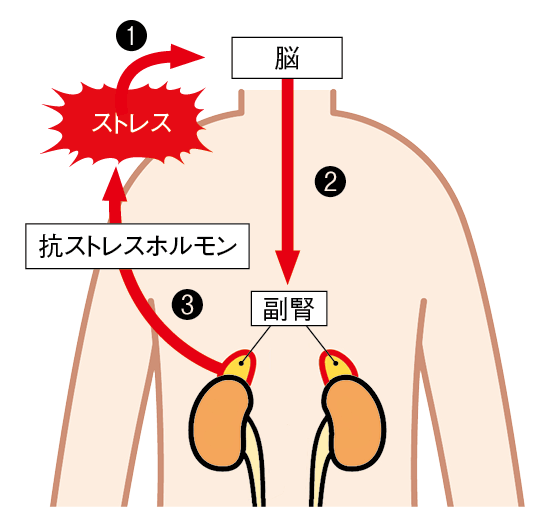 ストレスによるビタミンCの減少