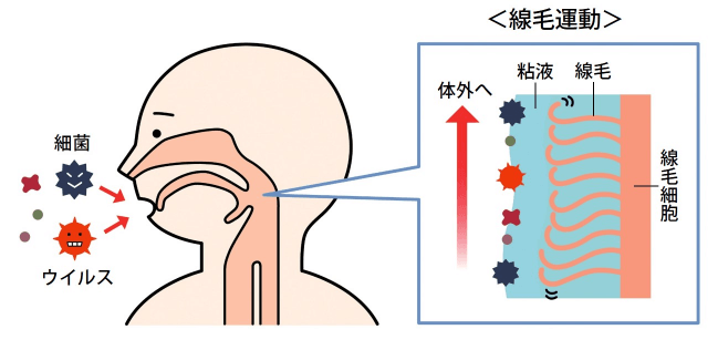 気道粘膜の炎症