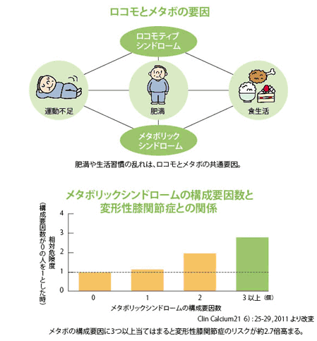 ロコモとメタボの関係