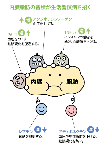 内臓脂肪の蓄積が生活習慣病を招く