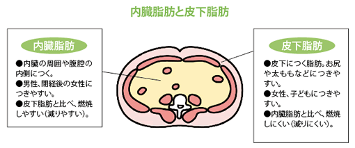 内臓脂肪と皮下脂肪