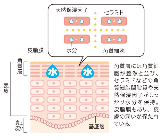 角質層の構造