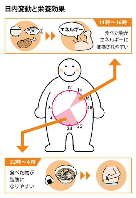 日内変動と栄養効果