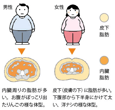 メタボ基準の男女の差