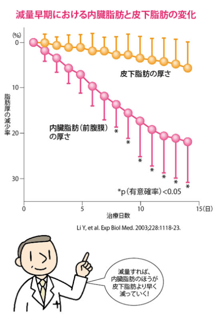 減量早期における内臓脂肪と皮下脂肪の変化