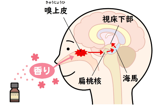 香りが作用するメカニズム