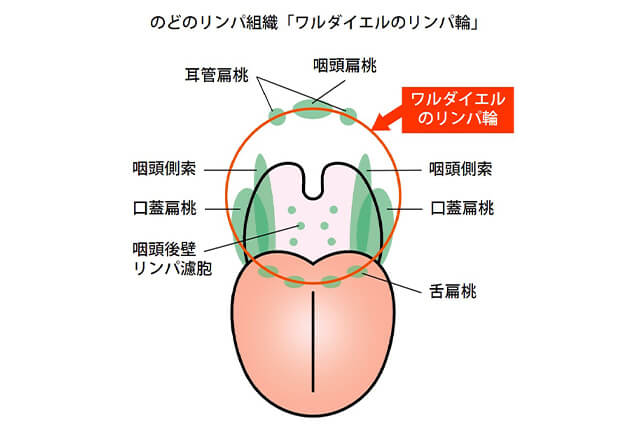 のどのリンパ組織「ワルダイエルのリンパ輪」