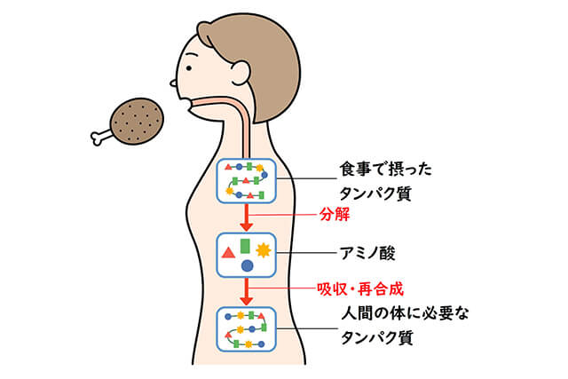 タンパク質からアミノ酸へ