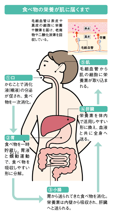 食べ物の栄養が肌に届くまで