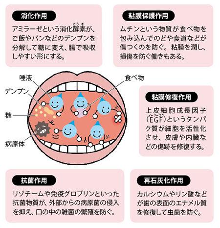 唾液の働き「消化作用」「粘膜保護作用」「粘膜修復作用」「再石灰化作用」「抗菌作用」