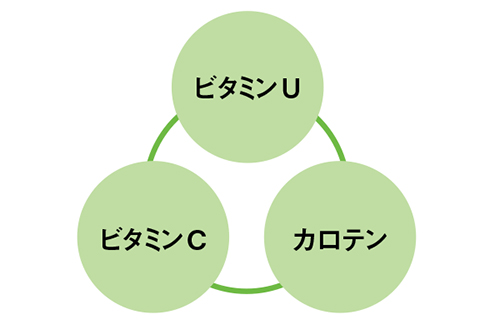 旬の春キャベツはビタミンUと食物繊維が豊富