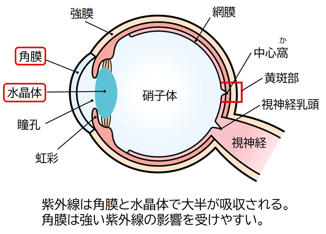紫外線は角膜と水晶体で大半が吸収される。角膜は強い紫外線の影響を受けやすい。