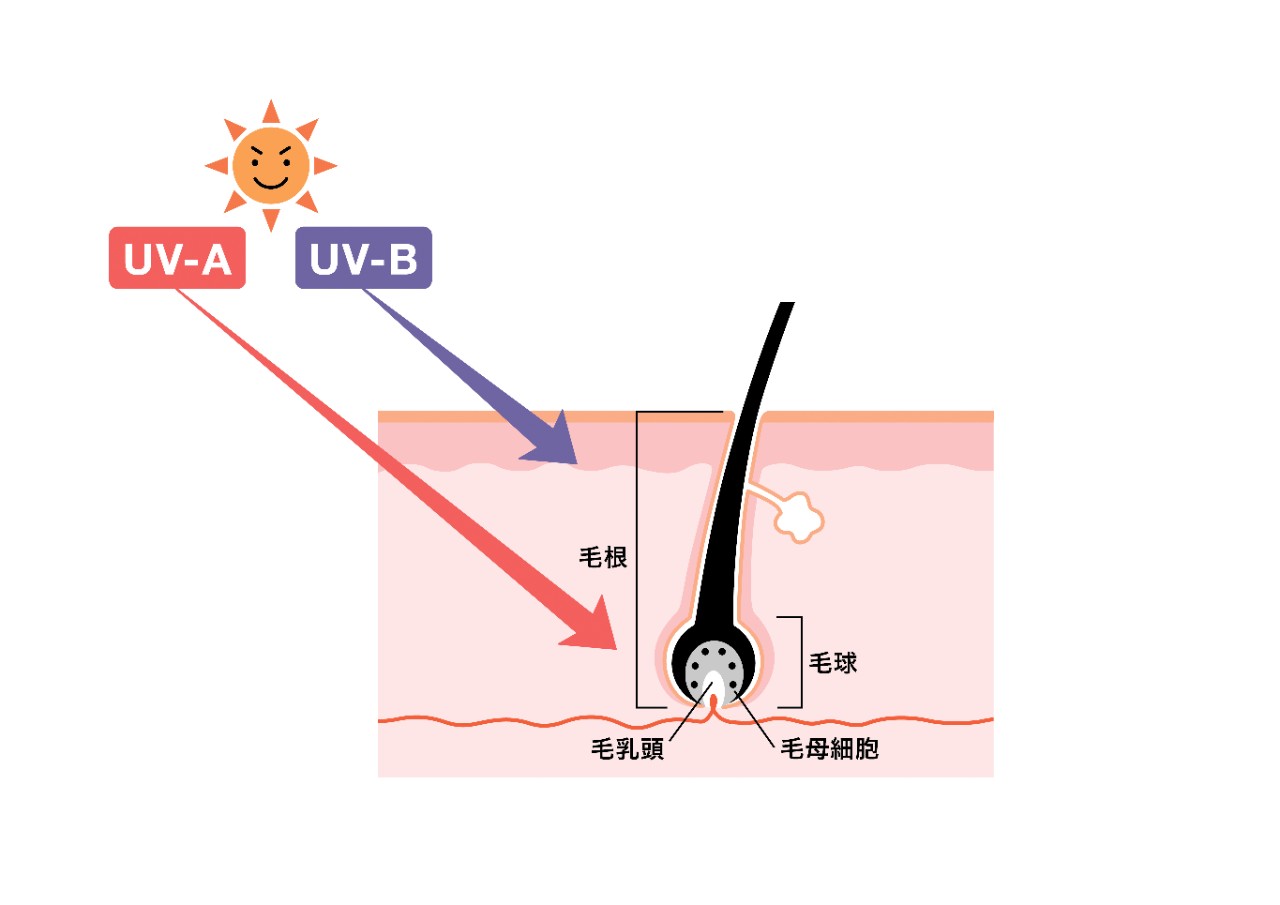 紫外線による髪・頭皮への影響