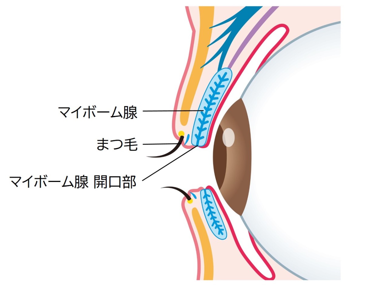 マイボーム腺