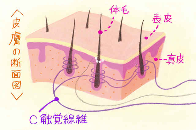 C触覚線維は毛根部に巻き付いており、皮膚に触れた時の振動による刺激を脳に伝えるのが特徴
