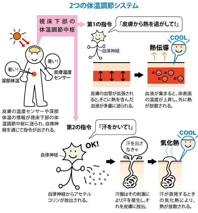 ２つの体温調整システム