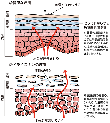 乾燥肌のメカニズム