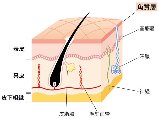 皮膚構造